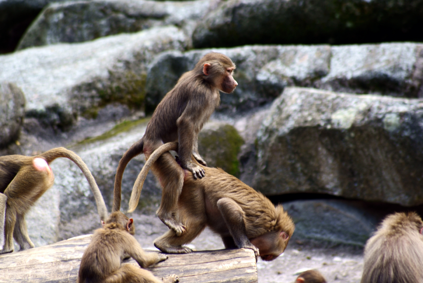 Monkey Sex Cum - Sex Question Friday: Do Animals Have Orgasms? - Sex and Psychology